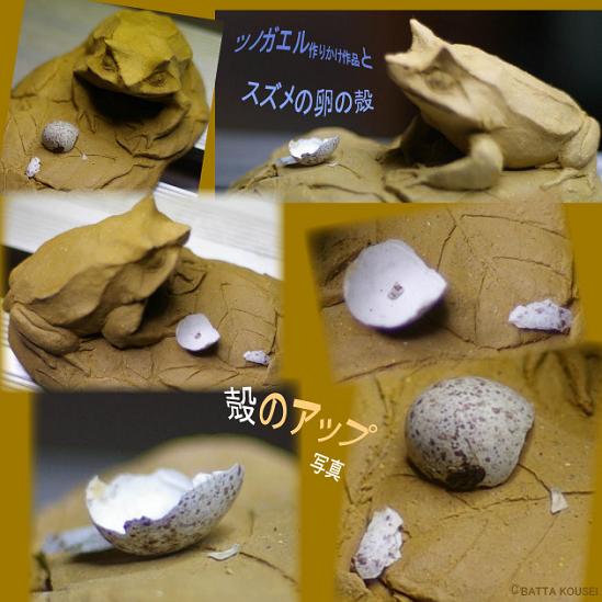 ツノガエルとスズメの卵の殻ブログ用.JPG