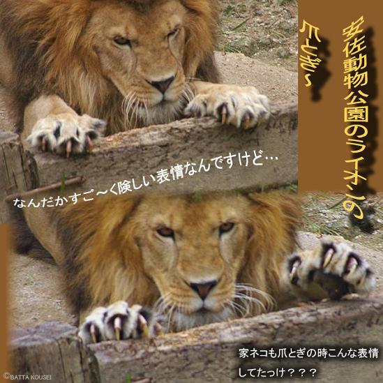 ライオンの爪とぎブログ用.JPG