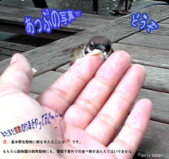 上野動物園の雀-のコピー.jpg