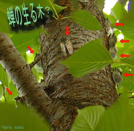 蝉の生る木３.jpg